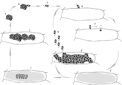 Fig. I.3: Schematic representation of the P. betae life cycles and its developing states. (a) sporosore; (b)  germinating zoospore; (c) swimming zoospore to a (d) cortical or epidermal cell; (e) the zoospore encyst  on  the  cell  and  injects  its  conten