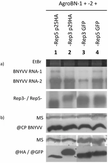 Fig. 3 Northern (a) and Western (b) blot analysis of Nicotiana benthamiana agroinoculated leaves: 1, AgroBN-1 + AgroBN-2 + AgroRep5p25Ha;
