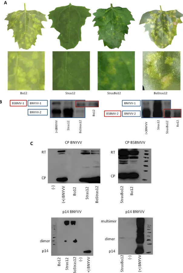 Fig.  2.7:  Analysis  of  C.  quinoa  leaves  mechanically  inoculated  with  different  combinations  of  in  vitro  transcripts  of  BNYVV  and  BSBMV  RNAs‐1  and  ‐2.  (A)  Inoculated  leaves  and  detail  of  the  local  lesions  observed  7  d.p.i.  