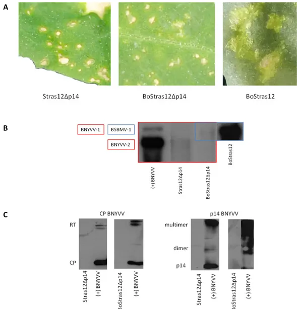 Fig.  2.8:  (A) Small  necrotic  lesions  on  C.  quinoa  leaves  inoculated  with  in  vitro  transcripts  of  Stras12Δp14  and  BoStras12Δp14and  large  necrotic  lesions  with  chlorotic  borders  on  leaves  inoculated  with  BoStras12;  northern  blot