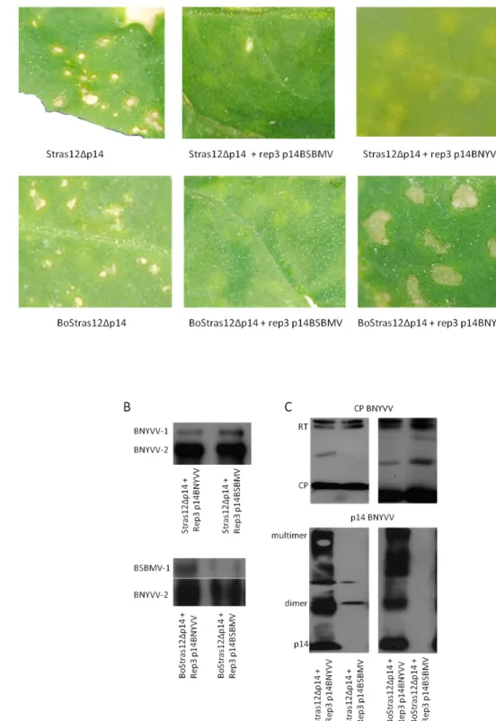 Fig.  2.10:  (A)  Local  lesions  of  C.  quinoa  leaves  inoculated  with  in  vitro  transcripts  of  Stras12Δp14, Stras12Δp14 + Rep3p14BSBMV, Stras12Δp14 + Rep3p14BNYVV, BoStras12Δp14,  BoStras12Δp14  +  Rep3p14BSBMV,  BoStras12Δp14  +  Rep3p14BNYVV;  (