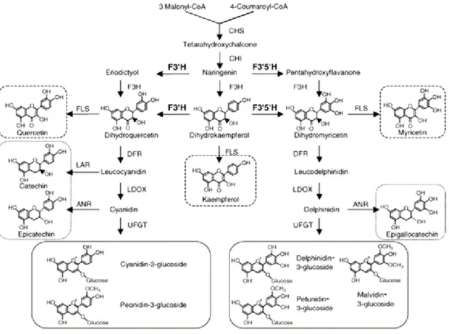 Fig. 6. Diagrammatic representation of the flavonoids biosynthesis pathway; Enzymes abbreviation are as given in the  text (Jeong et al., 2006)