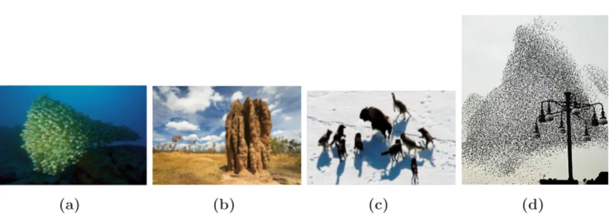 Figure 2.14: Schools of fishes, flocks of birds, termite mounds and hunting wolves are clear examples of complex behaviour where the rules at the basis of the coordinated behaviours make the difference.