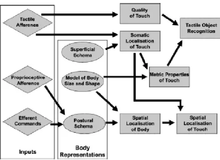 Figure  9.  A  model  of  somatoperceptual  information  processing,  highlighting  the role of body representations in the construction of somatic percepts