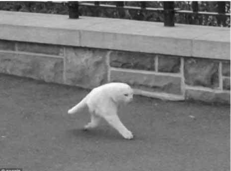 Fig. 3: Gatto mutante, errore nella digitalizzazione su Google Street–view