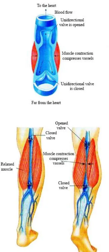 Fig. 2. Effects of walking on blood vessels. 