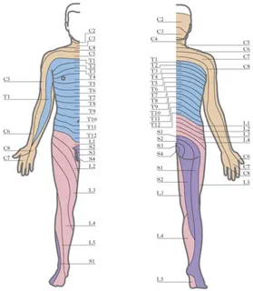 Fig. 3. Distribution of spinal segments in the human body.  