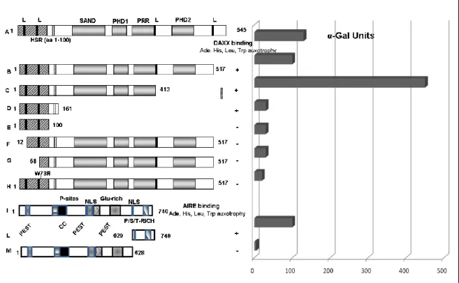 Fig 15: AIRE interagisce con DAXX nel saggio dei due ibridi di lievito. 