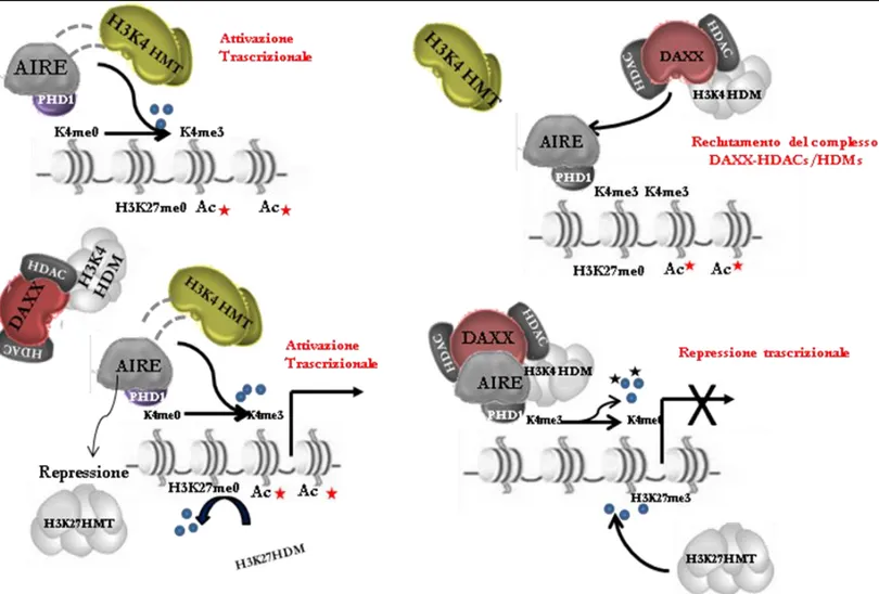 Fig. 24: Meccanismo molecolare ipotetico proposto in questo studio per l’attività  AIRE-DAXX