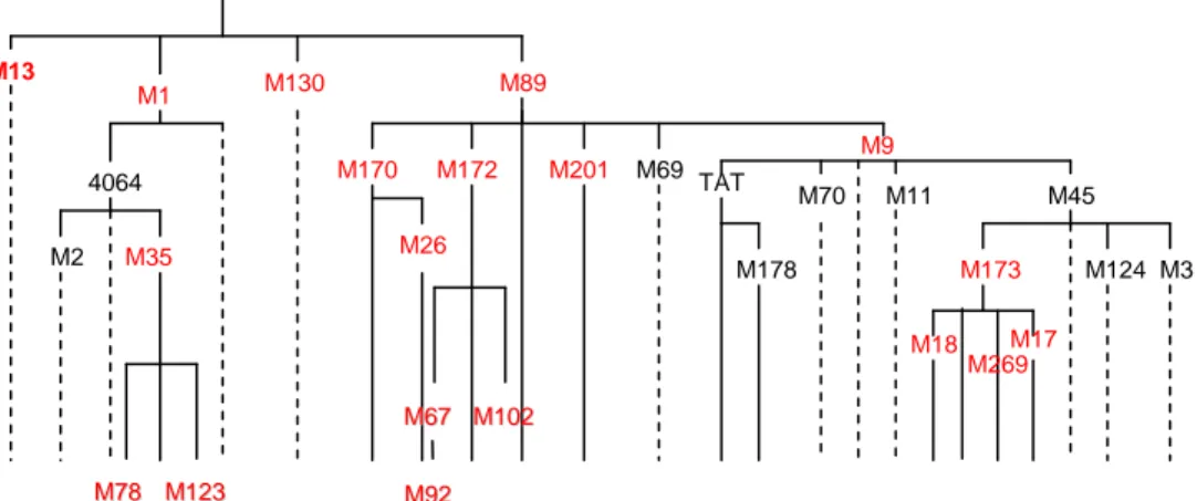Figura  1.  Albero  delle  mutazioni.  In  rosso  sono  indicate  le  mutazioni  genotipizzate in questo studio