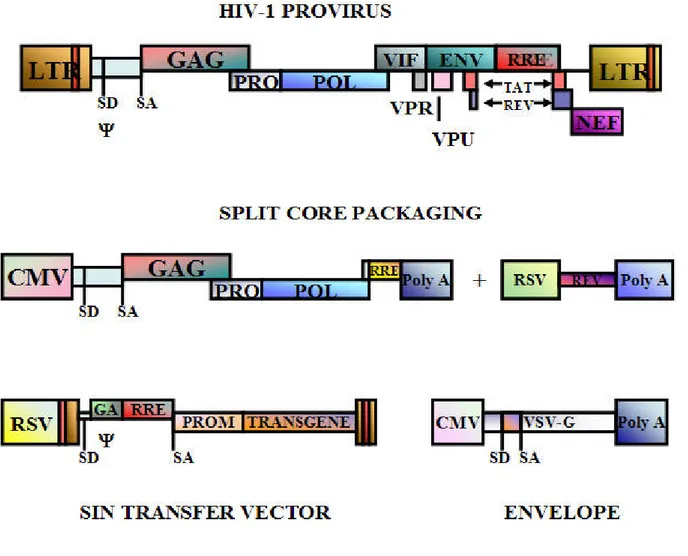 Figura 4. Rappresentazione schematizzata del genoma virale e dei quattro plasmidi necessari per la costruzione del  vettore di terza generazione