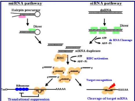 Fig. 6 Meccanismo dell’RNA interference 