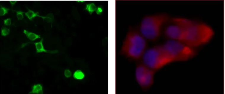 Figura 9. Espressione del costrutto CFTR 1-633 in cellule 293T. A. Cellule transfettate e, 24 ore dopo, trattate con  Ab –anti-myc coniugato con FITC