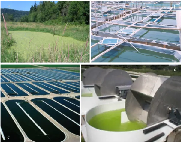 Figure 3. Example of open cultivation systems: a) natural unstirred pond (Wikipedia, 2011), b) small pond  for  Spirulina  culture,  Asia  (Wikipedia,  2011),  c)  Open  raceway-type  culture  ponds  of  Earthrise  in  California,  US  (Spirulina.org.uk), 