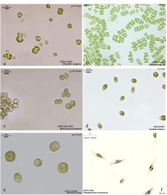 Figure  5.  Some  of  the  dominating  microalgae  species  used  in  biodiesel  investigation  field