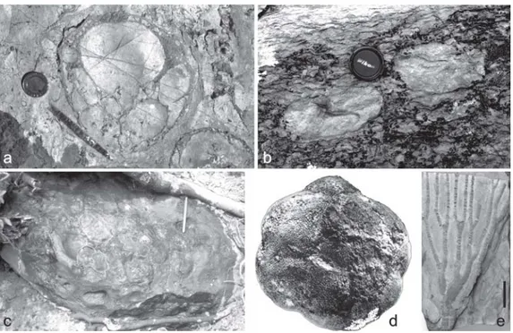 Fig. 2 - a) Slab exposing nicely preserved cirrus loboliths, San Basilio Fenugu section, southeastern Sardinia; detortus Zone, latest Pridoli; coin for scale=25 mm