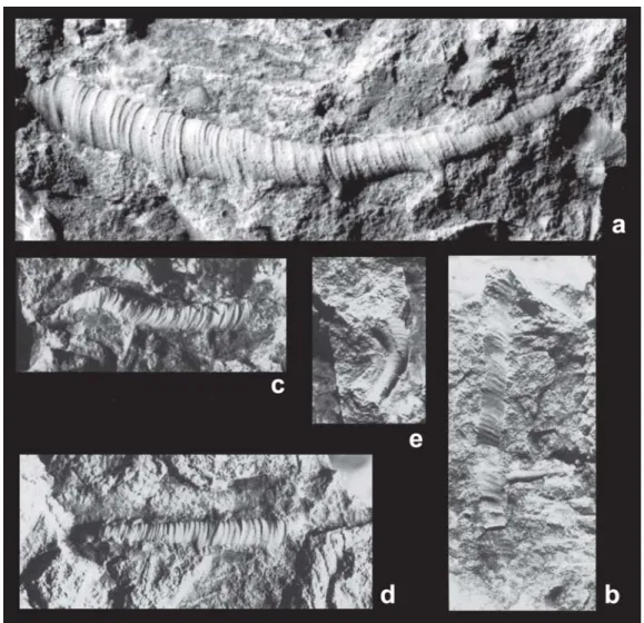 Fig. 3 - Kolihaia sardiniensis Gnoli, 1992. Lateral views of different specimens at various magnification: a) holotype IPUM 23551 (x18); b) IPUM 23552 (x12): c) IPUM 23553 (x16);