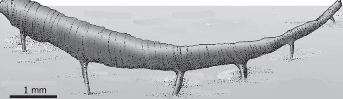 Fig. 4 - Hypothetical reconstruction of the mode of life of Kolihaia sardiniensis with its spines partially inserted in the sediment.