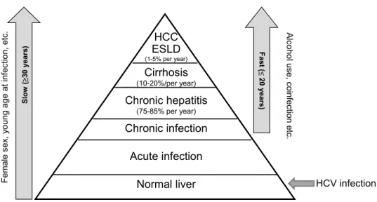 Figure 1. Natural history of HCV infection and rate of progression related to individual risk 