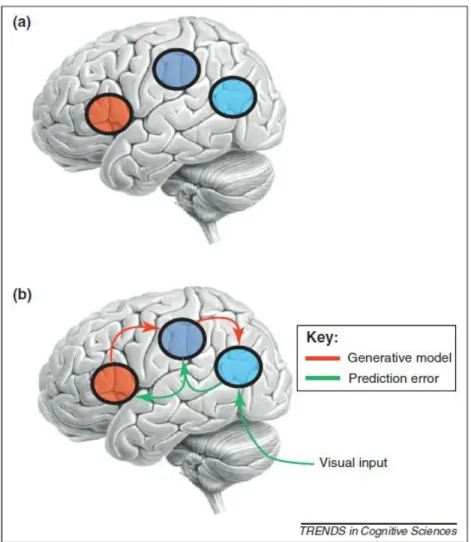 Figure 6. (a) Representation of the three reciprocally connected areas of the  human ‘mirror system’, also called the Action Observation Network (taken  from Kilner 2011)