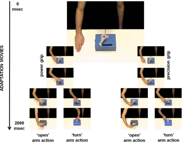 Figure  1.  Example  of  the  four  adaptation  movies  that  participants  encountered  during  the  experiments