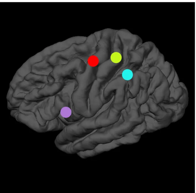 Figure 3. Schematic representation of the 3 stimulation sites. The red dot represents the cortical representation of  the right FDI muscle located on the left prilary motor cortex (M1)