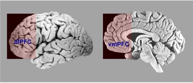 Figure  1.2  This  figure  represents  localization  of  dorsolateral  (DLPFC)  and  ventromedial  (VMPFC)  prefrontal cortex in the brain