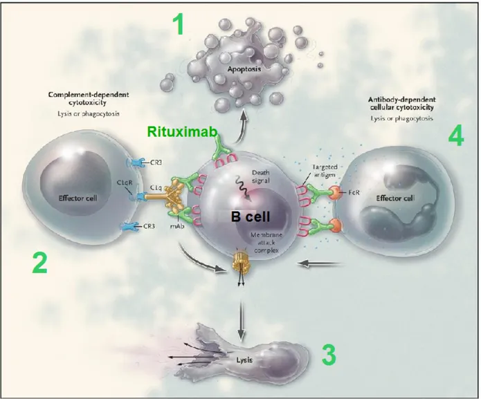 Figura 5.  Meccanismi d'azione del RTX: induzione dell'apoptosi (1), citotossicità  