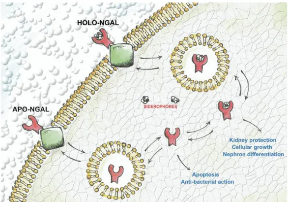 Figure  2.  Schematic  of  neutrophil  gelatinase-assocaited  lipocalin  (NGAL)  cellular   turnover