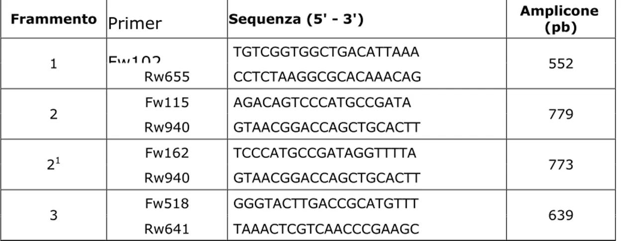Tabella 4. Lista di primer utilizzati per isolare i tre frammenti che formano  l'intera sequenza genomica di PIMT analizzata nelle 16 linee di girasole, relative  sequenze e lunghezza degli ampliconi prodotti