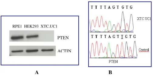 Fig.  14:  Electropherogram  of  TP53  mutation  in  XTC.UC1  cell  line.  The  left  image  reported  the  wild type control, in the right image is reported the electropherogram of XTC.UC1 cell line