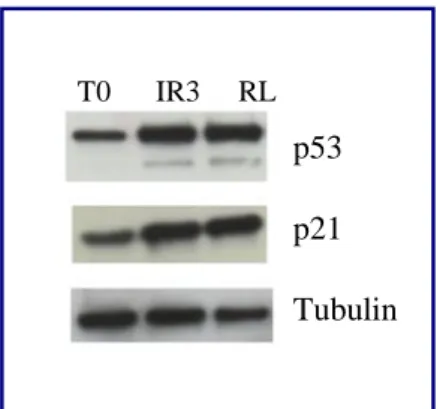 Fig. 24: Effect of γ-rays treatment on p16, p53 and p21 expression. HCT116 were irradiated, at the  indicated  in  figure  lysates  of  these  cells  were  collected  and  immunoblotted  with  the  indicated  antibodies