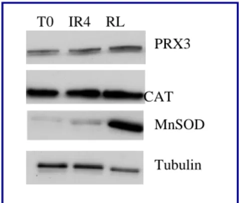 Fig. 28: Expression of antioxidant enzymes (PRX3-Catalase and MnSOD) in XTC.UC1 cell lines  after γ-rays treatment