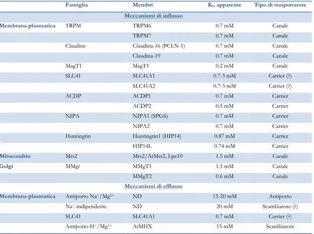 Tabella 3.  Trasportatori di Mg 2+  nelle cellule animali (l’antiporto  AtMHX è stato identificato solo in cellule di  lievito e piante)