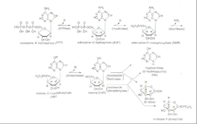 Figura 2 - Schema delle reazioni di degradazione dell’ATP (Tejada, 2009)