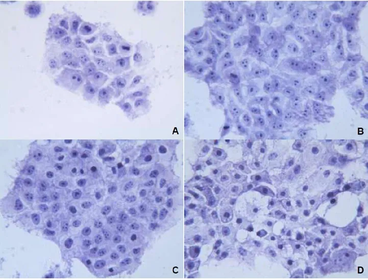 Figura 12. Cellule di controllo incubate con soluzione fisiologica (fig. 11A), cellule trattate con OXA (fig