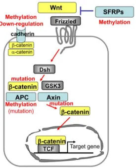 Figura 9: Current Genomics 2011, Nishida