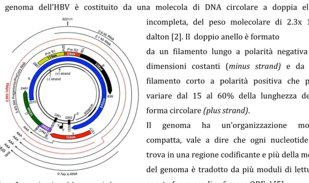 Figura 2: organizzazione del genoma virale 