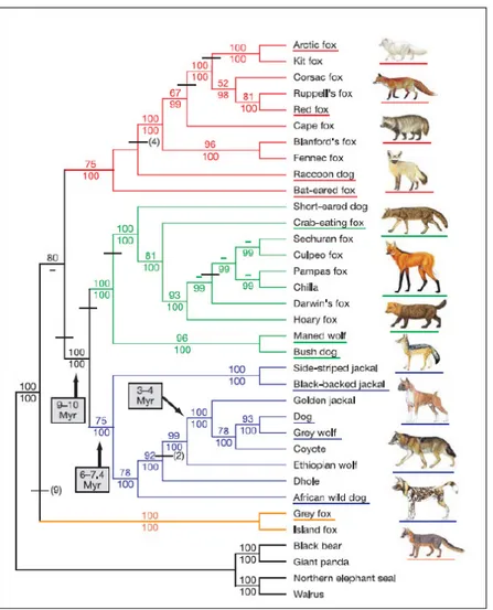 Figure 2. Phylogenetic relationships among the Canidae lineages  inferred  from  nuclear  sequence  data  (from  Lindblad-Toh  et  al