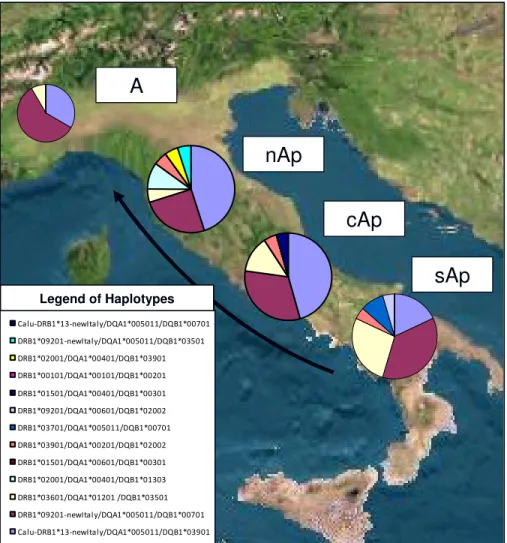 Figure  6:  Haplotype  distribution  in  wild-type  wolves,  split  by  their  geographic  origin:  A=Alps  (2n=12);  nAp=Northern  Apennine  (2n=20);  cAp=Central  Apennine  (2n=22);  sAp=Southern  Apennine  (2n=22)
