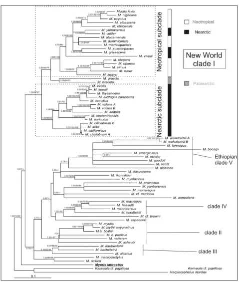 Figure 1.4 Phylogenetic relationships of Myotis species and two outgroup taxa obtained from CytB dataset 