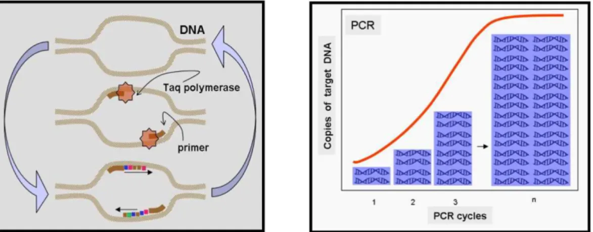 Figure 2.10 different phases of the Polymerase Chain Reaction and exponential amplification of target  DNA 