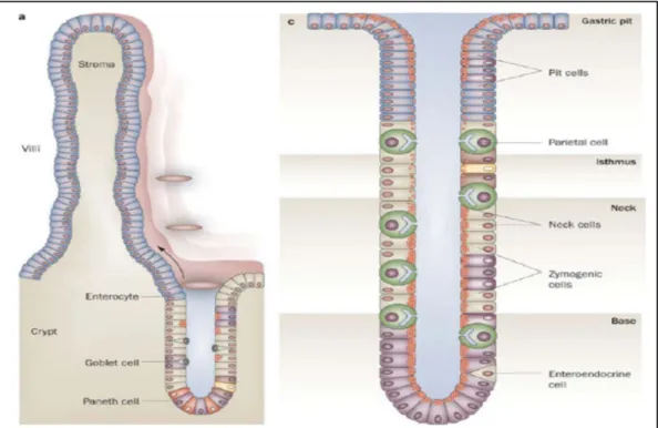 Figure 5. Intestinal villi and crypt gland cells compared to a stomach gland  ( Nature Publishing Group, 2009)