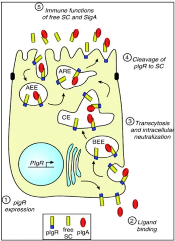 Figura  11.  Schematic rappresentation of the pathway of the polymeric immunoglobulin receptor (pIgR) and its secretory  component (SC) through an epithelial cell