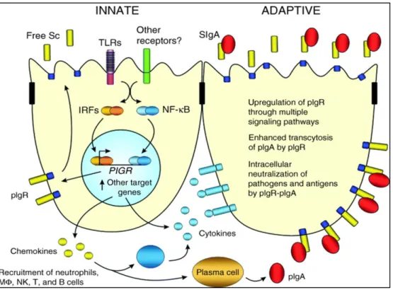 Figura 13. The pIgR bridges innate and adaptive immunity. SC functions as innate immunty component while SIgA as adaptive  immune component