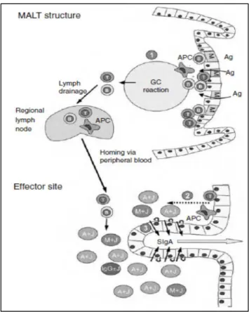 Figura 14. Schematic steps in secretory immunoglobulin A (SIgA) generation. (APC, antigen presenting cell; GC, germinal center; 