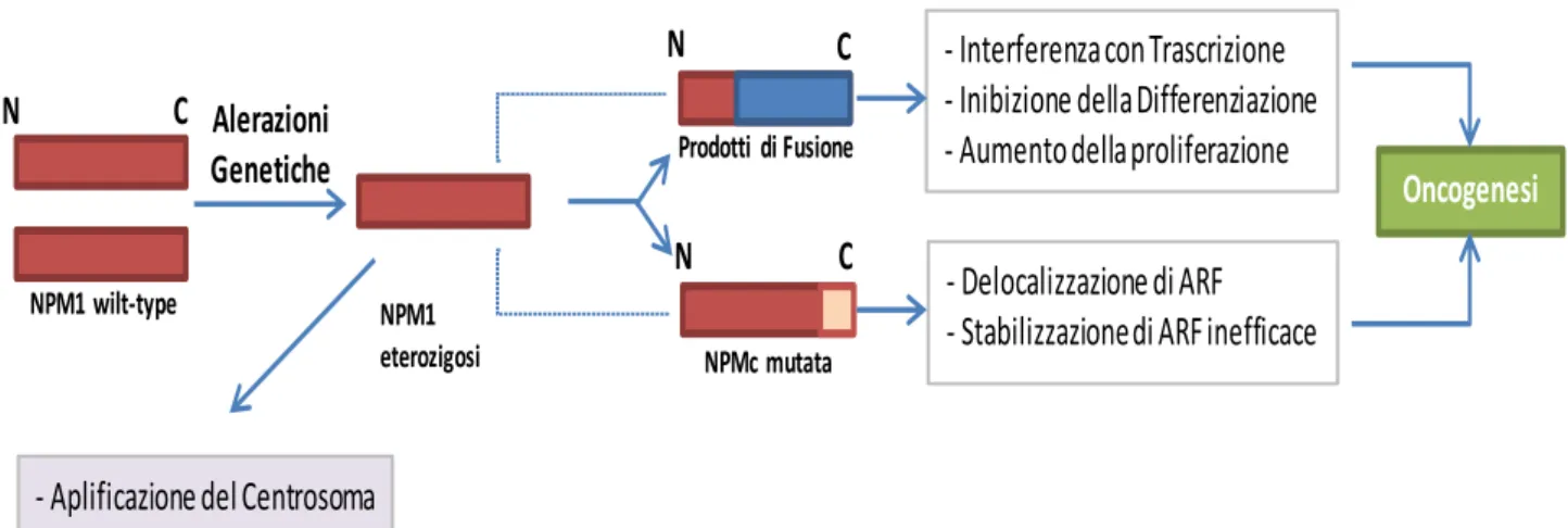 Figura 5.  Ruolo di NPM nella cancerogenesi. 