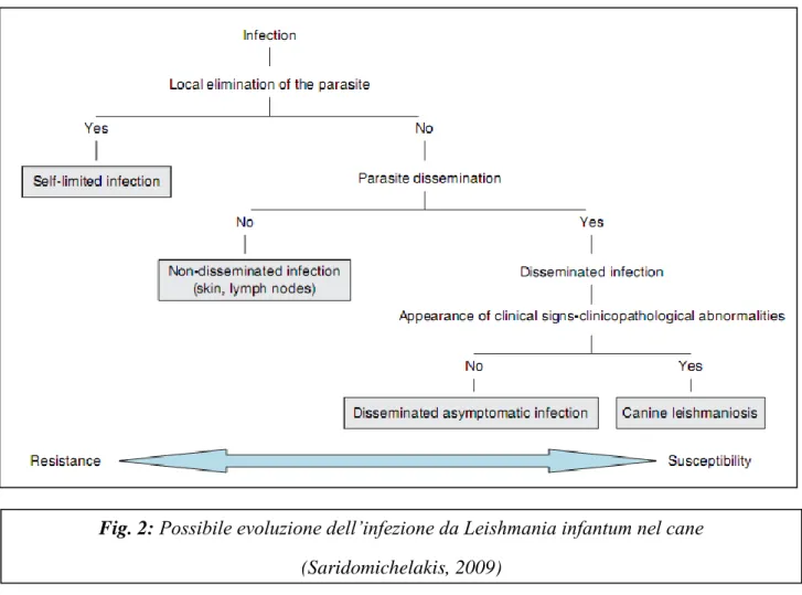 Fig. 2: Possibile evoluzione dell’infezione da Leishmania infantum nel cane  (Saridomichelakis, 2009) 