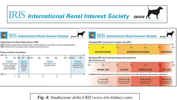 Fig. 4: Stadiazione della CKD (www.iris-kidney.com) 