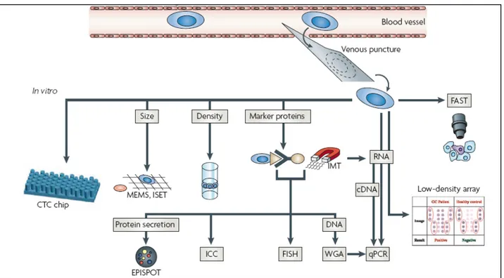 Figura 2: Schema delle prinicpali metodiche per l’identificazioni delle CTC[Pantel K, Nature Cancer Rev 2008] 